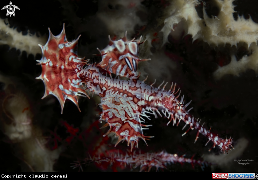 A pipe ghost fish 