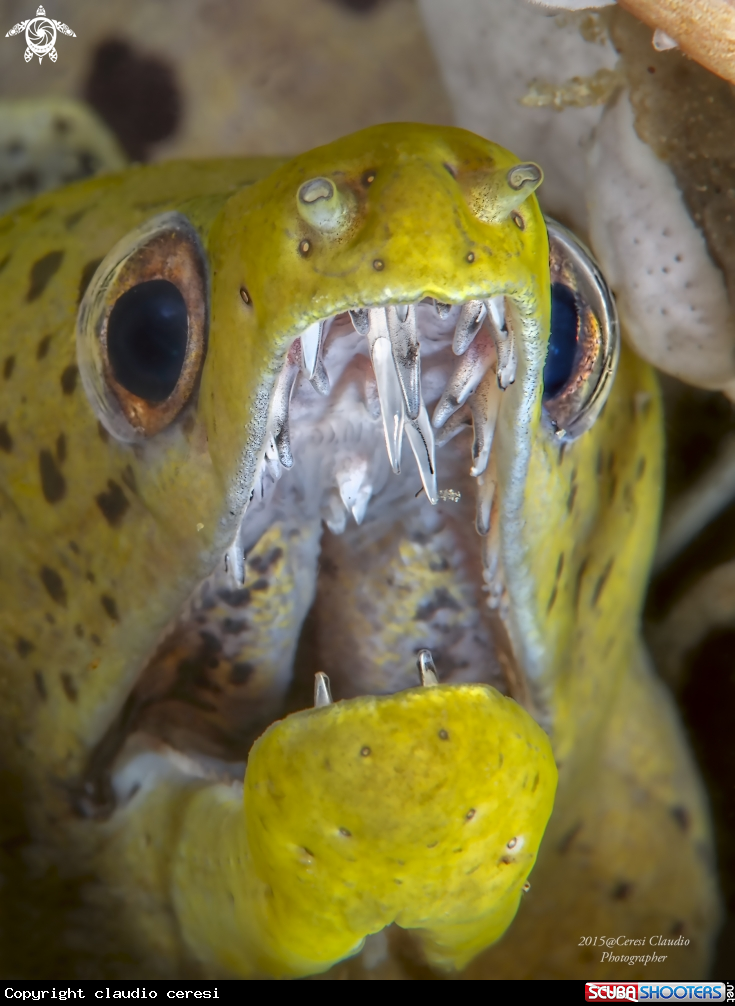 A Moray eels or Muraenidae ,