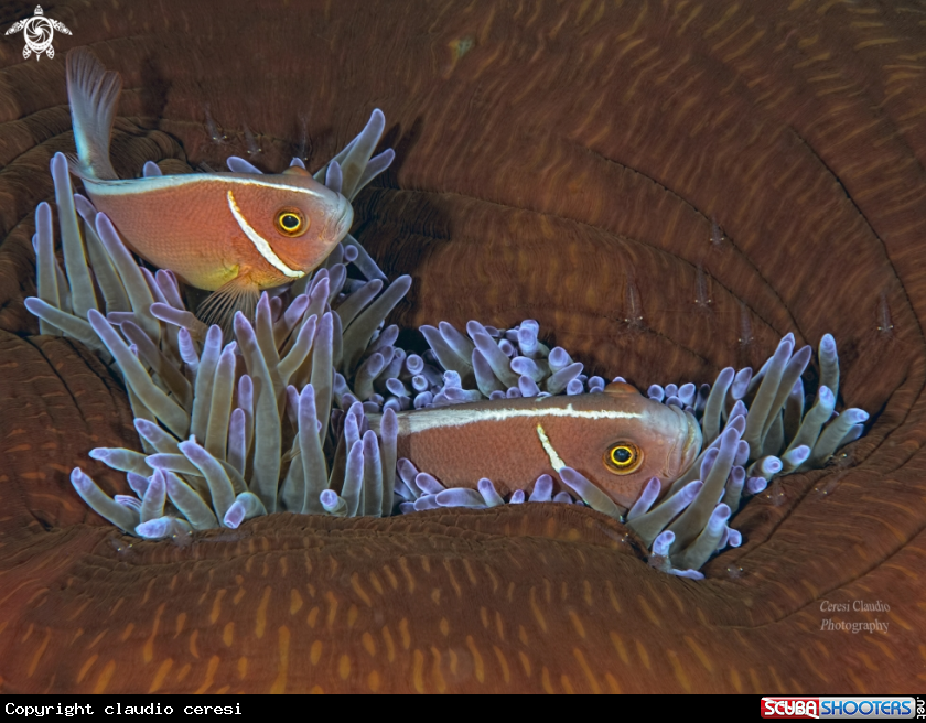 A clownfish 
