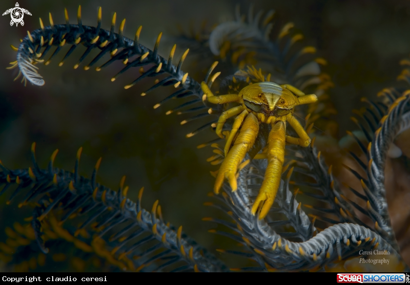 A Il granchio Allogalathea babai.