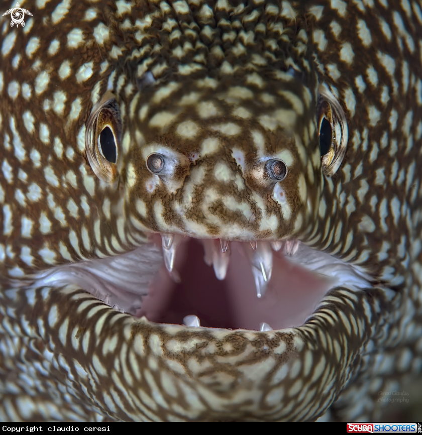 A murena leopardo , Whitemouth moray,