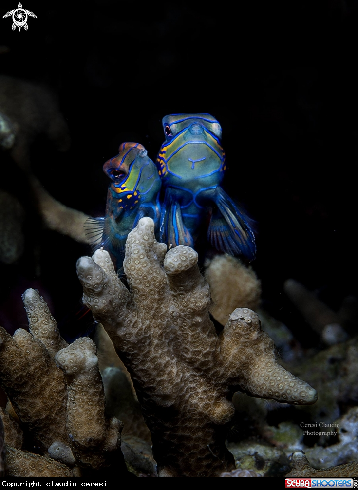 A mandarin fish, pesce mandarino