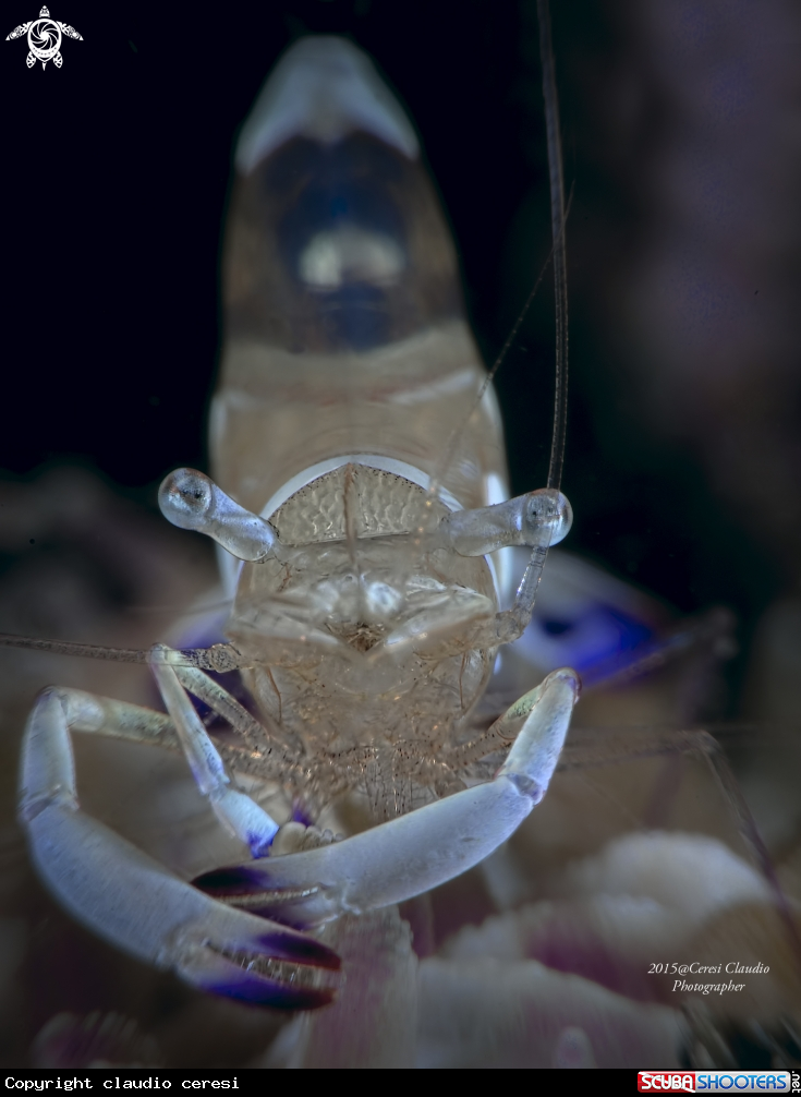 A Ancylomenes magnificus