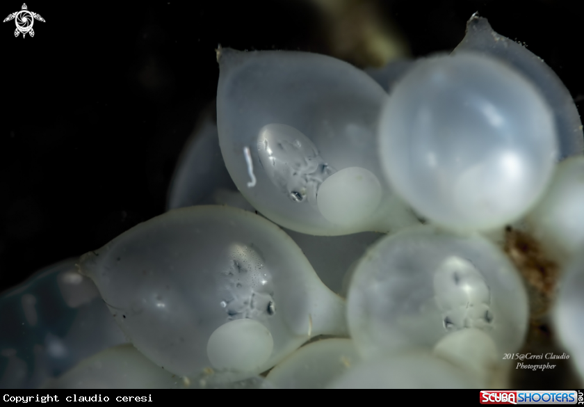 A baby squid 