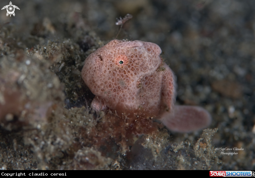 A frog fish , pesce rana 