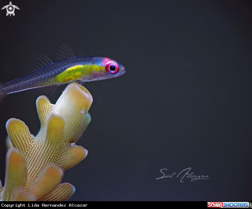 A Pink Eyed Goby