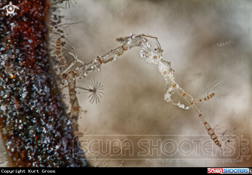 A Ghost shrimp