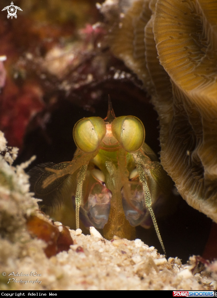 A Mantis shrimp