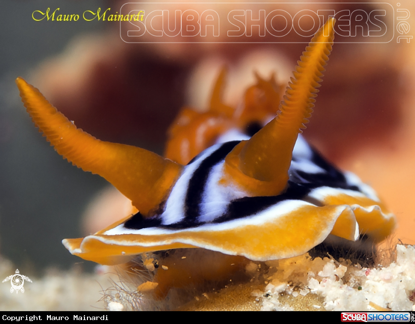 A Nudibranch chromodoris