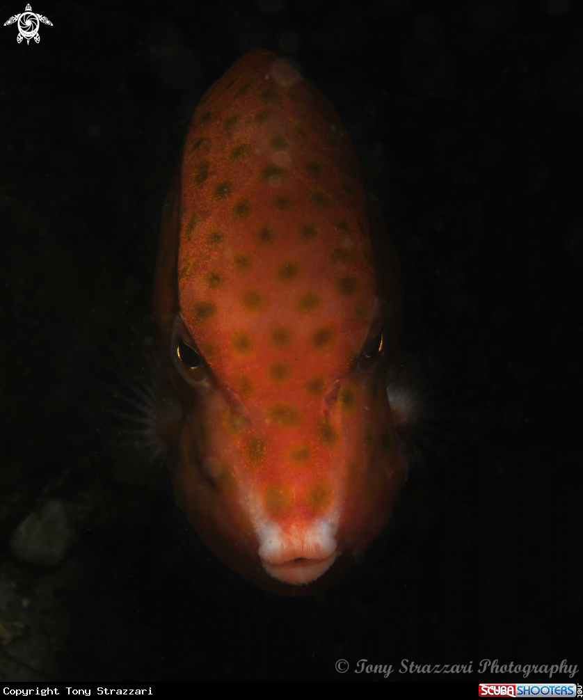 A Eastern Smooth Boxfish