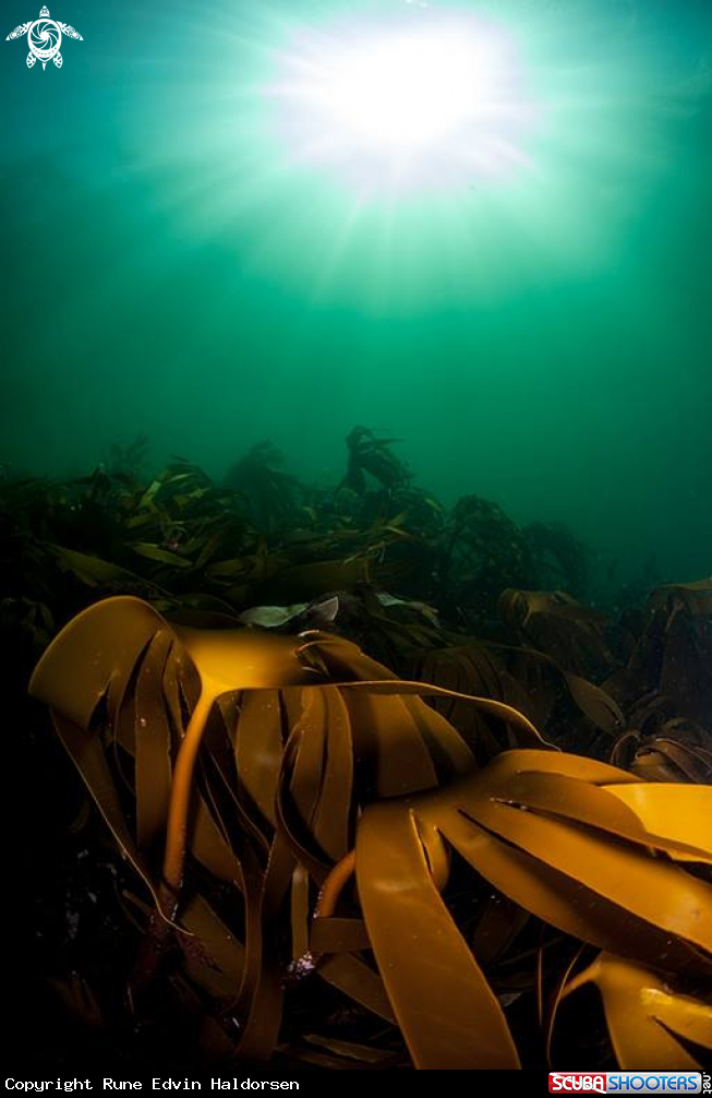 A Kelp
