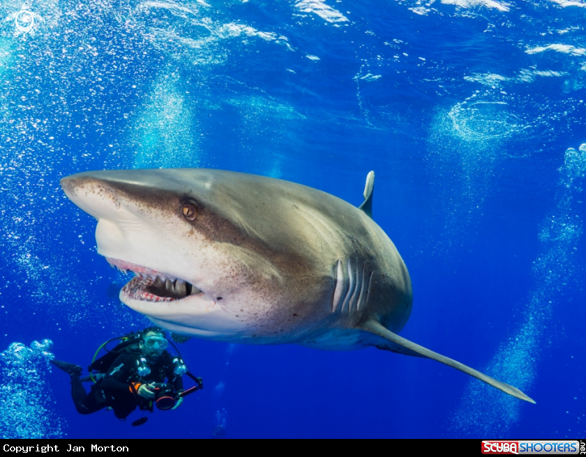 A Oceanic White Tip and Photographer