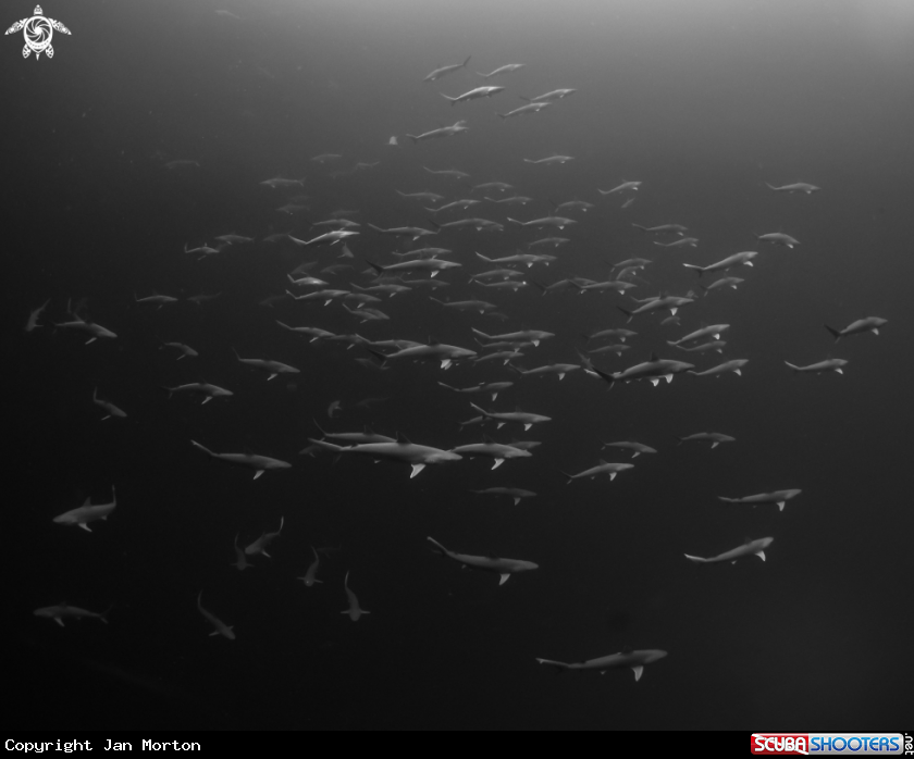 A Atlantic Sharpnose Sharks in Breeding Group