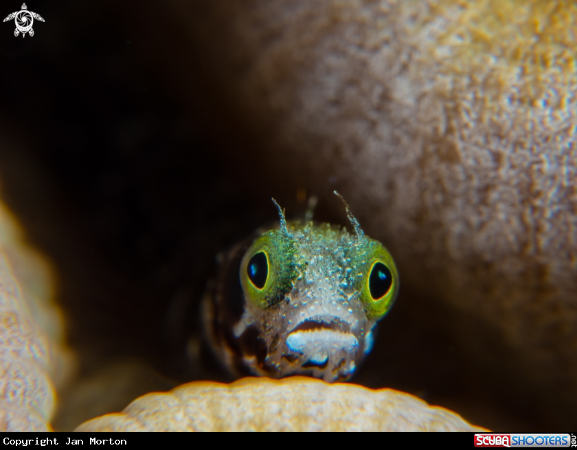 A Secretary Blenny