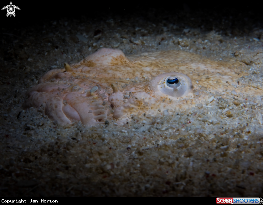 A Stargazer fish