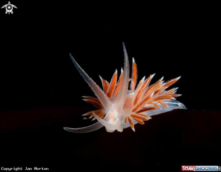 A Nudibranch on Kelp