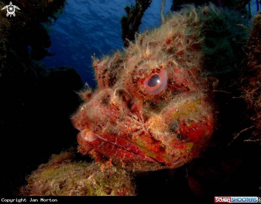 A Scorpionfish