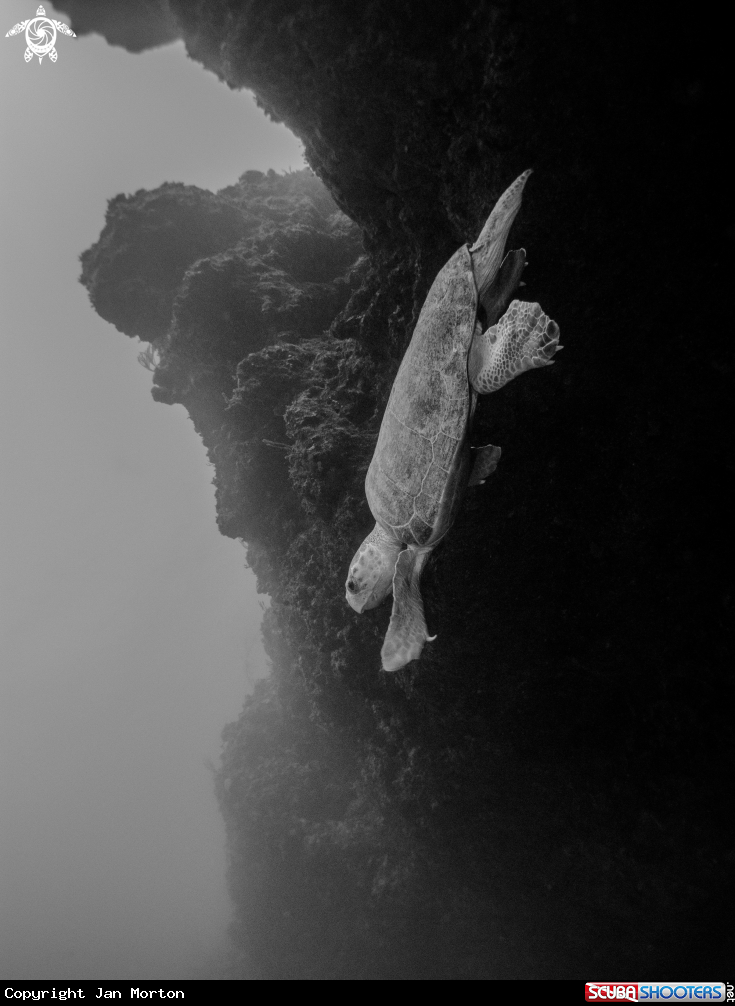 A Loggerhead Turtle