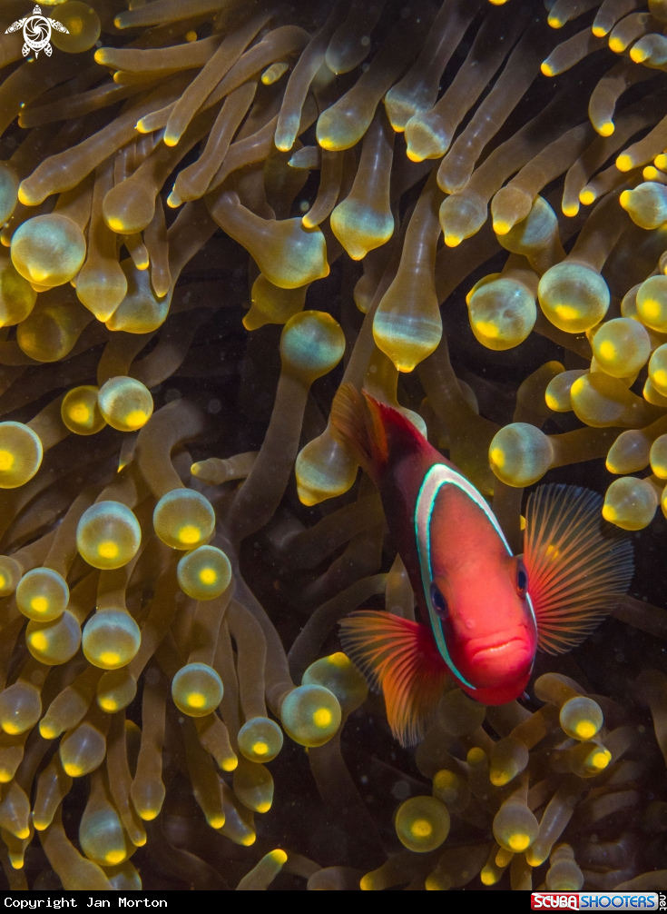 A Clownfish in Anemone