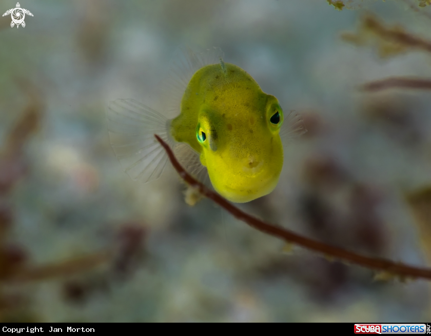 A Juvenile Diamond Filefish