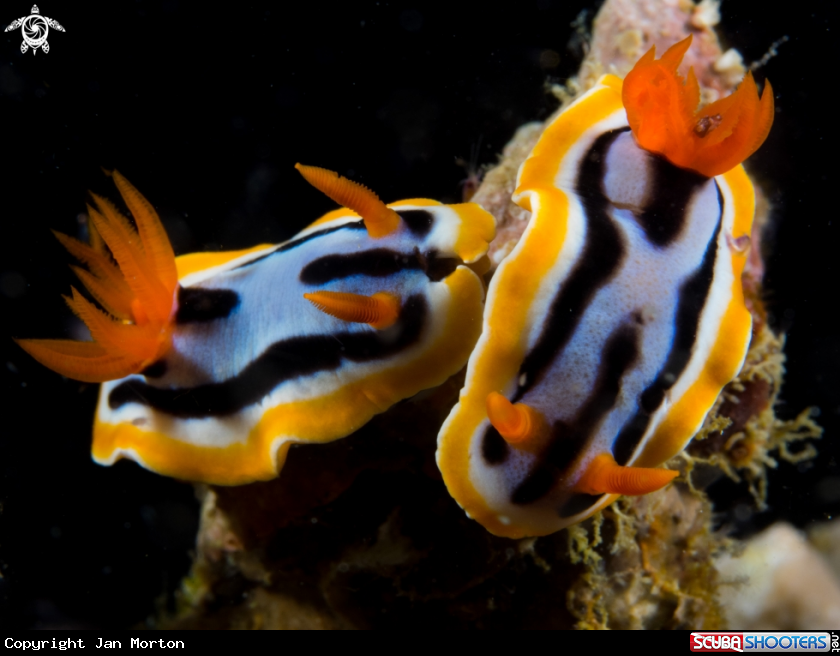 A Two Nudibranch