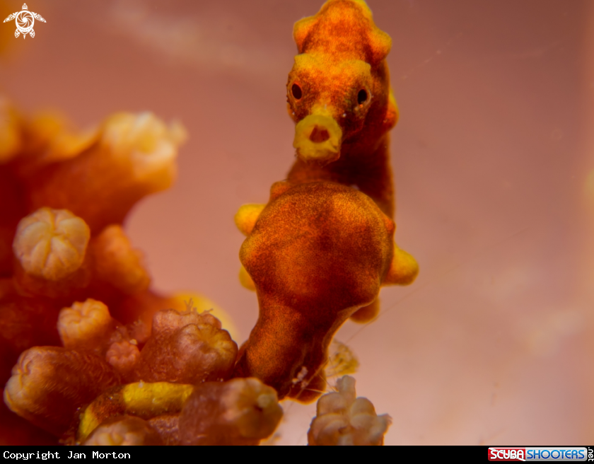A Pygmy Seahorse