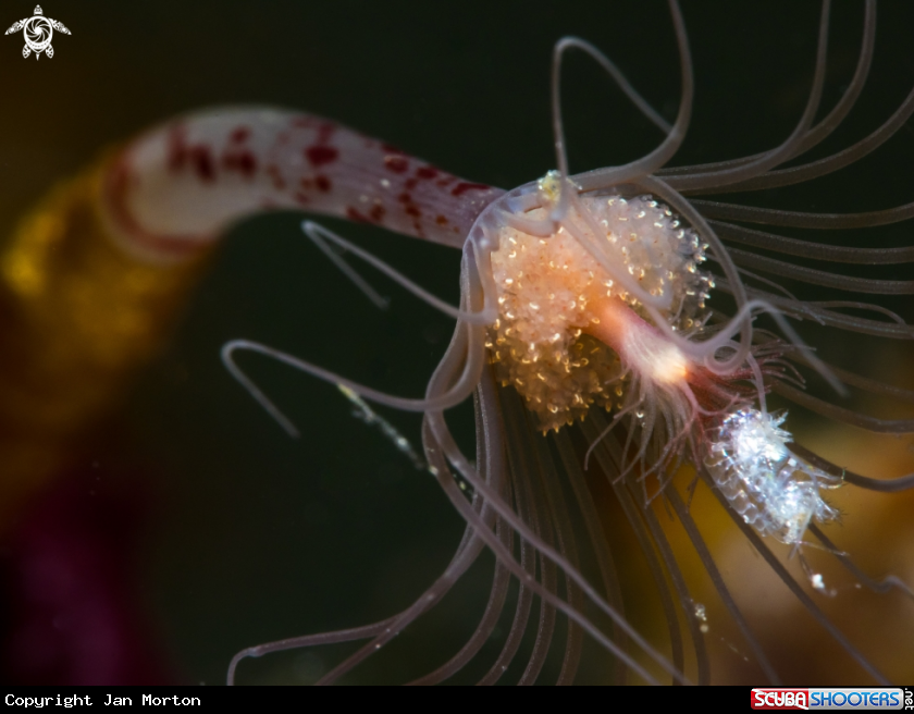A Amphipod 