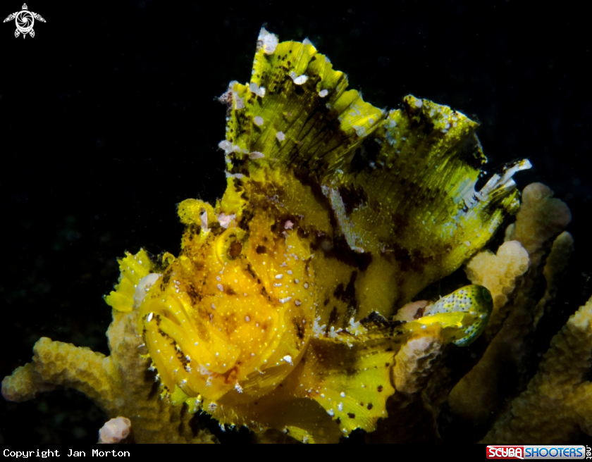 A Leaf Scorpionfish