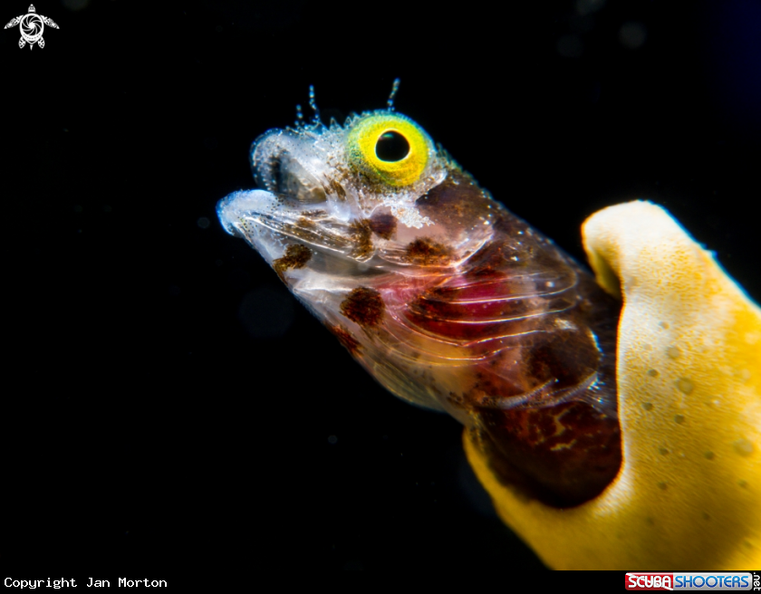 A Secretary Blenny