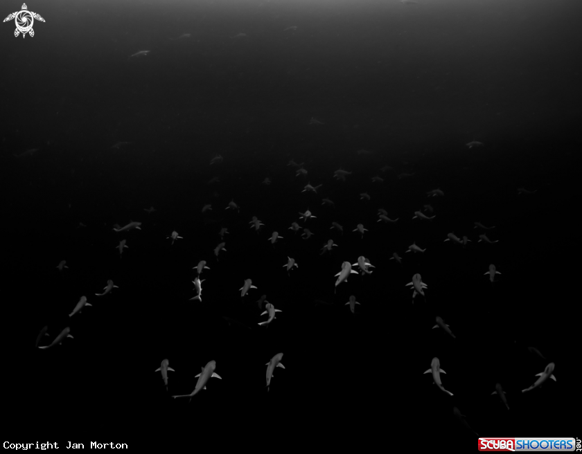A Atlantic Sharpnose Sharks in Breeding Group