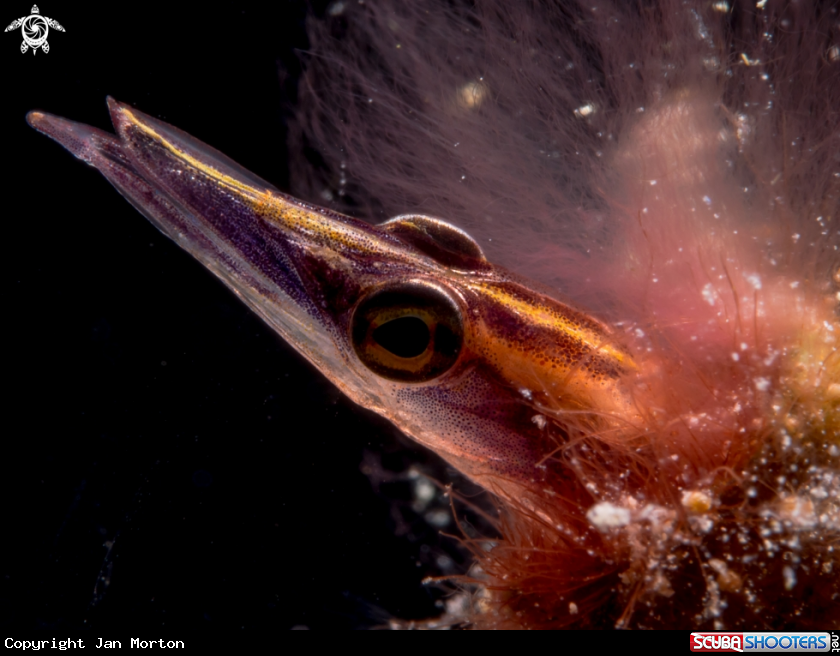 A Arrow Blenny