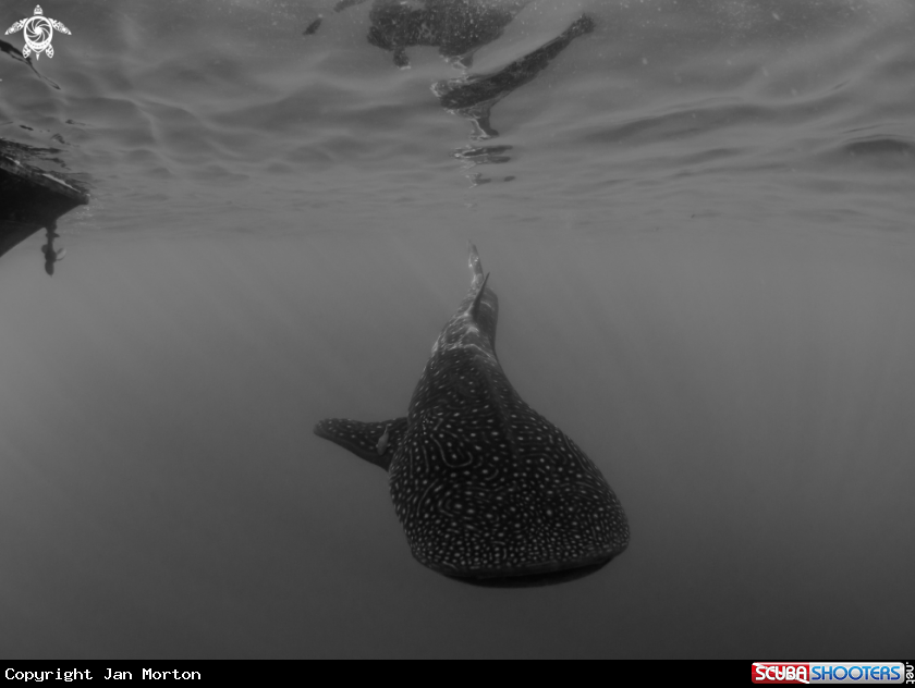 A Whale Shark