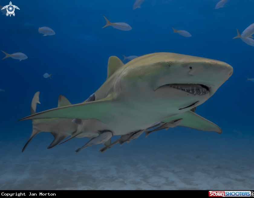 A Lemon Shark with Remora