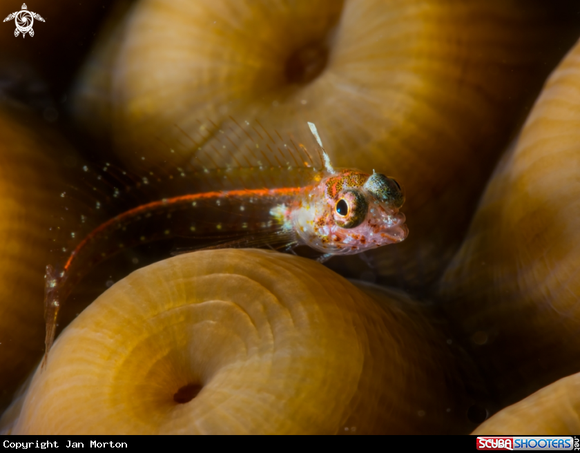 A Glass Blenny