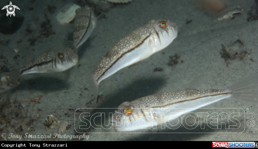 A Weeping toadfish
