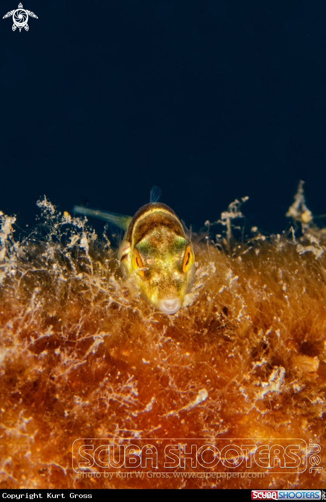 A Boxfish