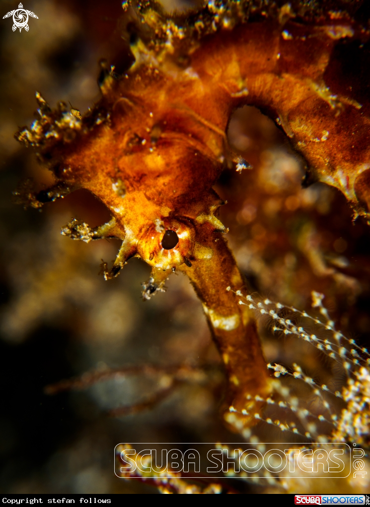 A Thorny Seahorse