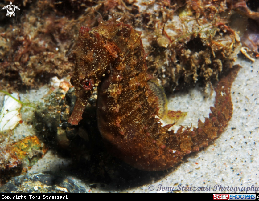 A White's seahorse