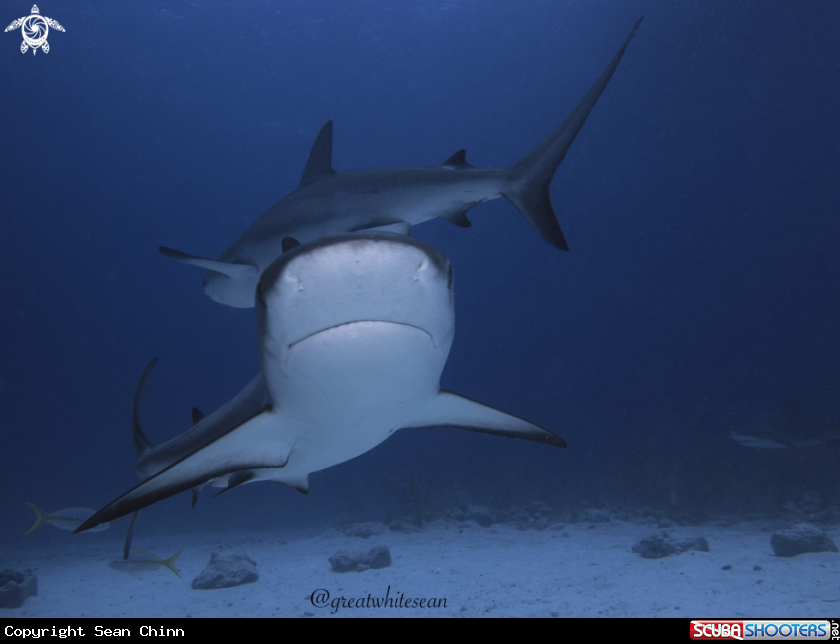 A Caribbean Reef Shark
