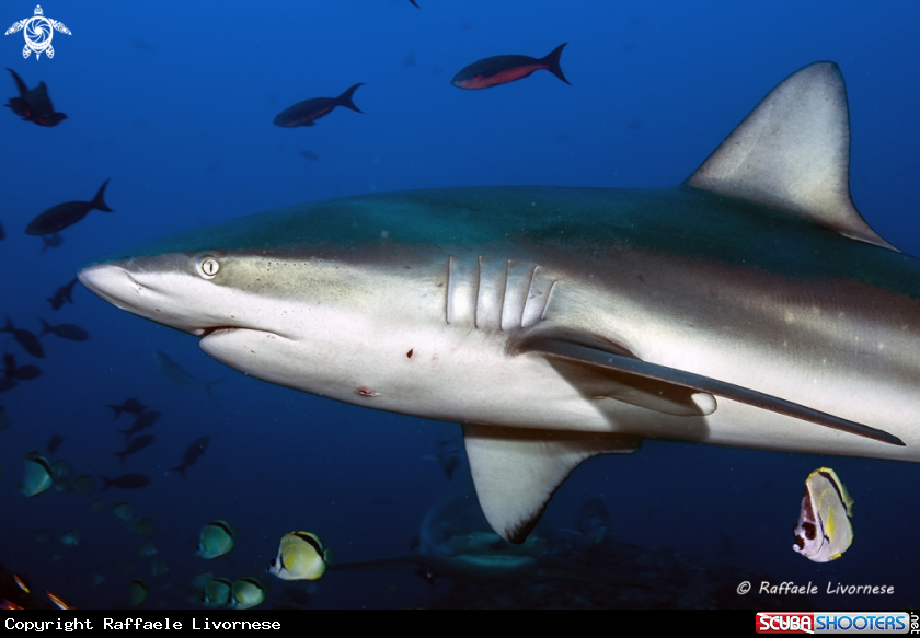 A Galapagos shark