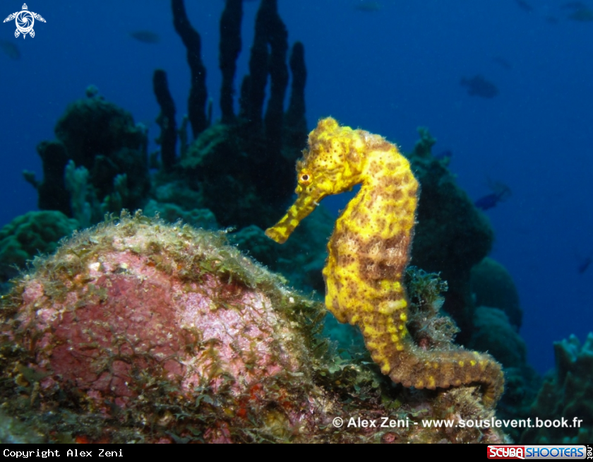 A Yellow Seahorse