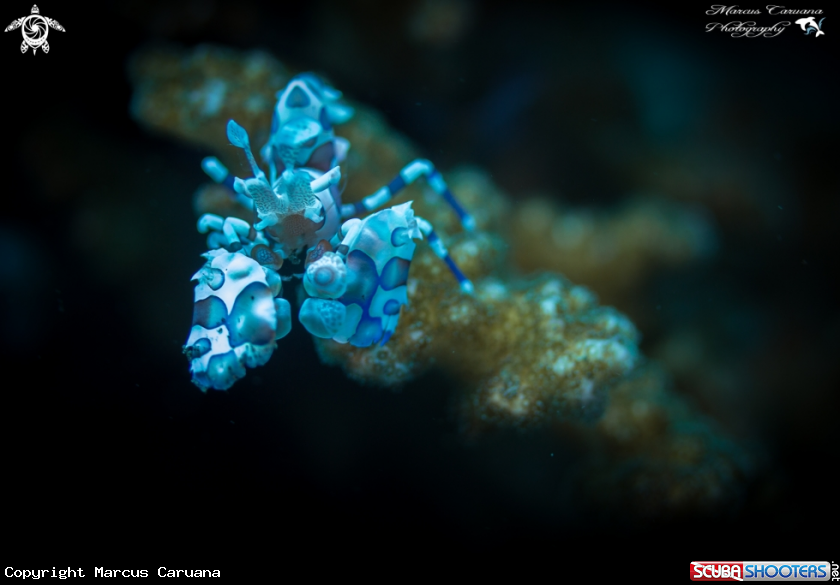 A Harlequin Shrimp