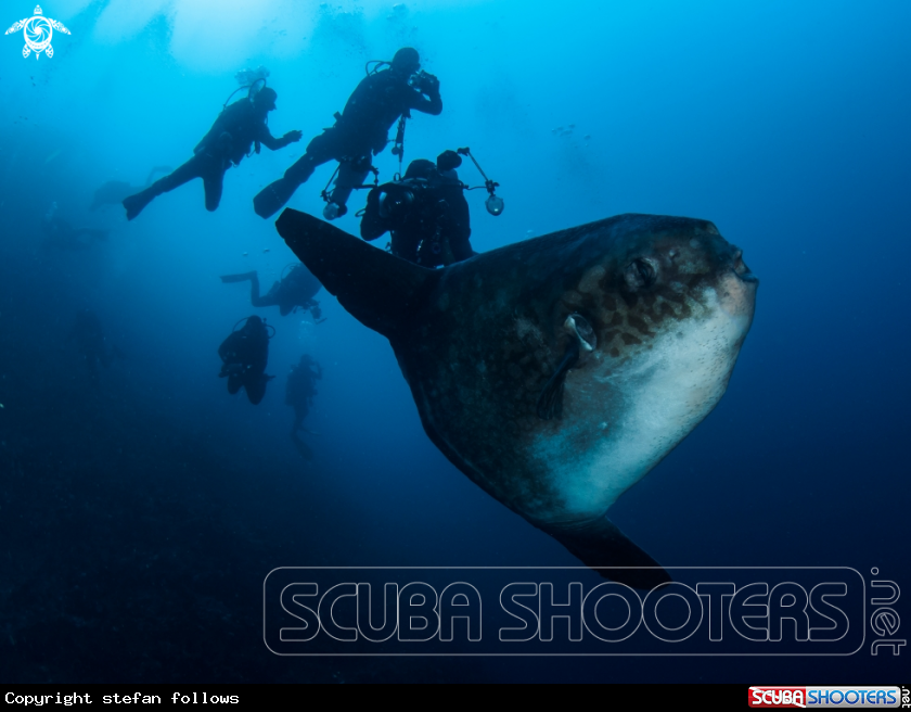 A Southern Ocean Sunfish