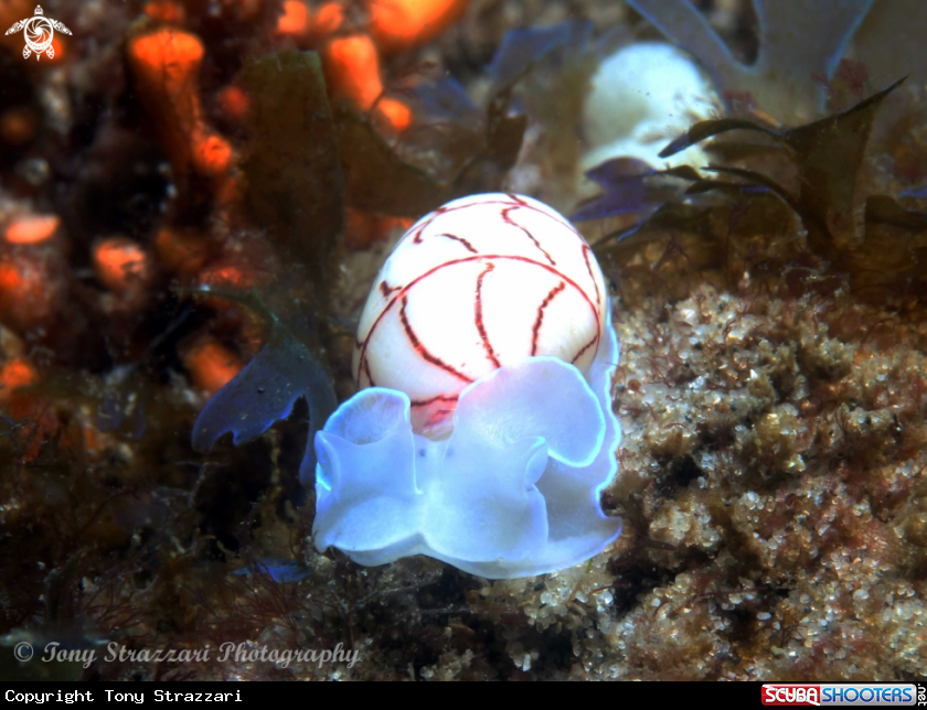 A Lined bubble