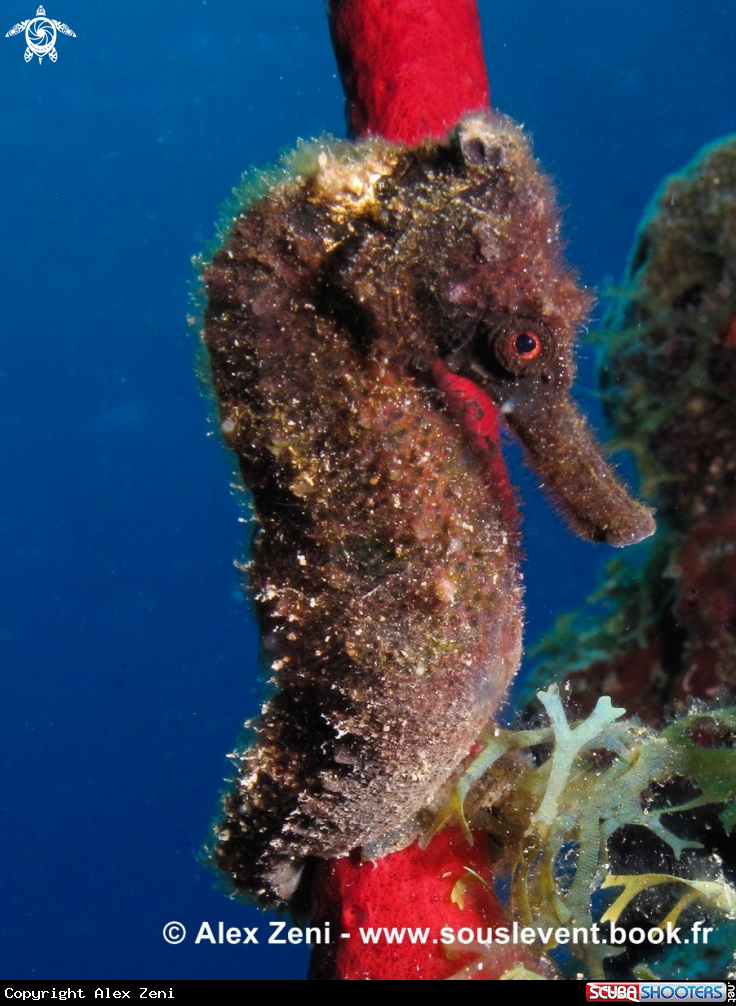 A Black Seahorse