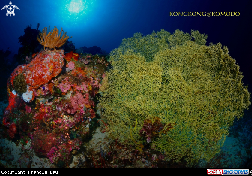 A Reef