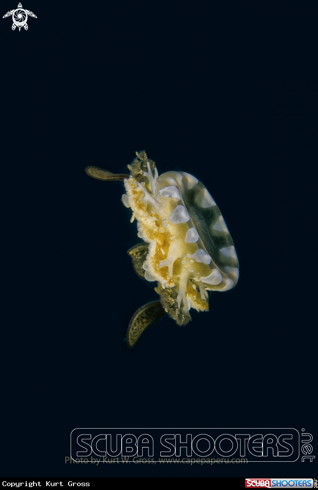 A Jelly Fish