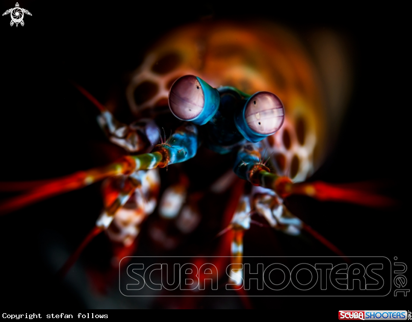 A Peacock Mantis Shrimp