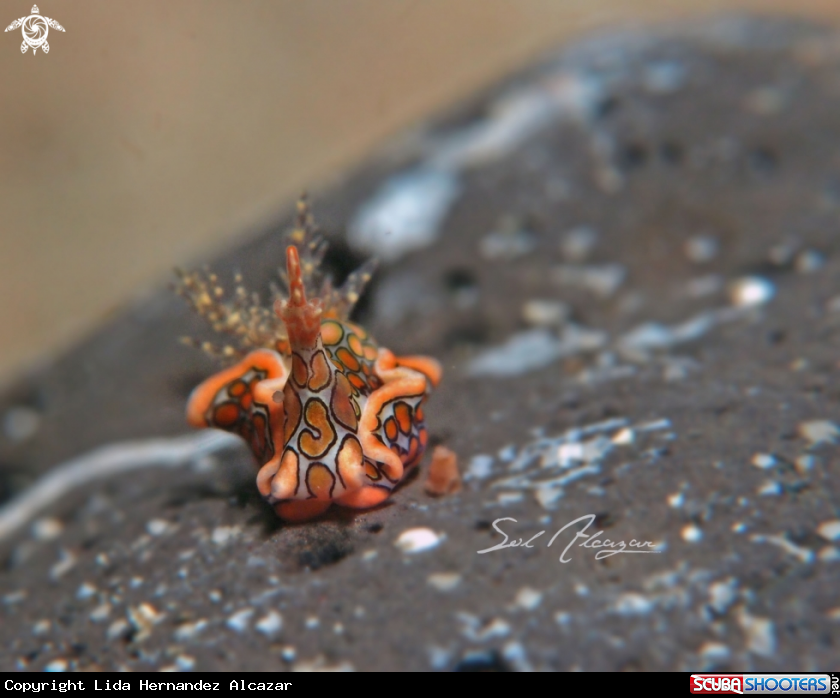 A Psychedelic Batwing Slug 