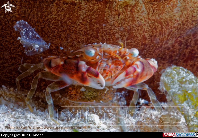 A Porzellan Crab